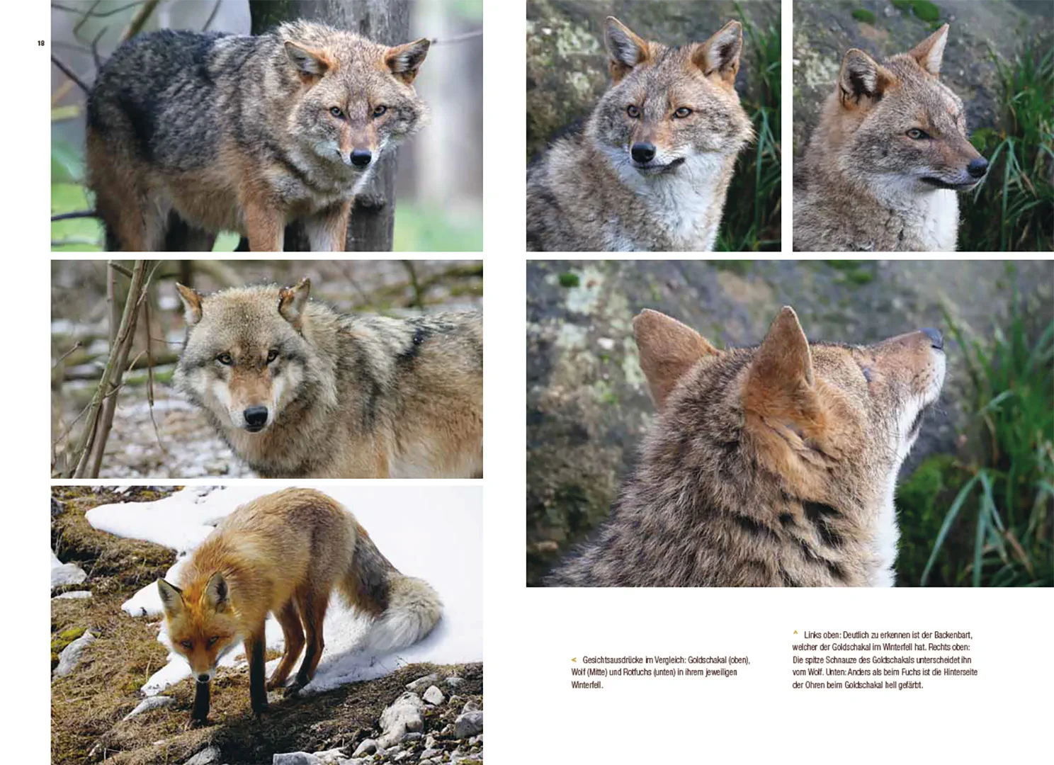 Der Goldschakal - Ein Wildtier breitet sich in Europa aus