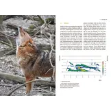 Der Goldschakal - Ein Wildtier breitet sich in Europa aus