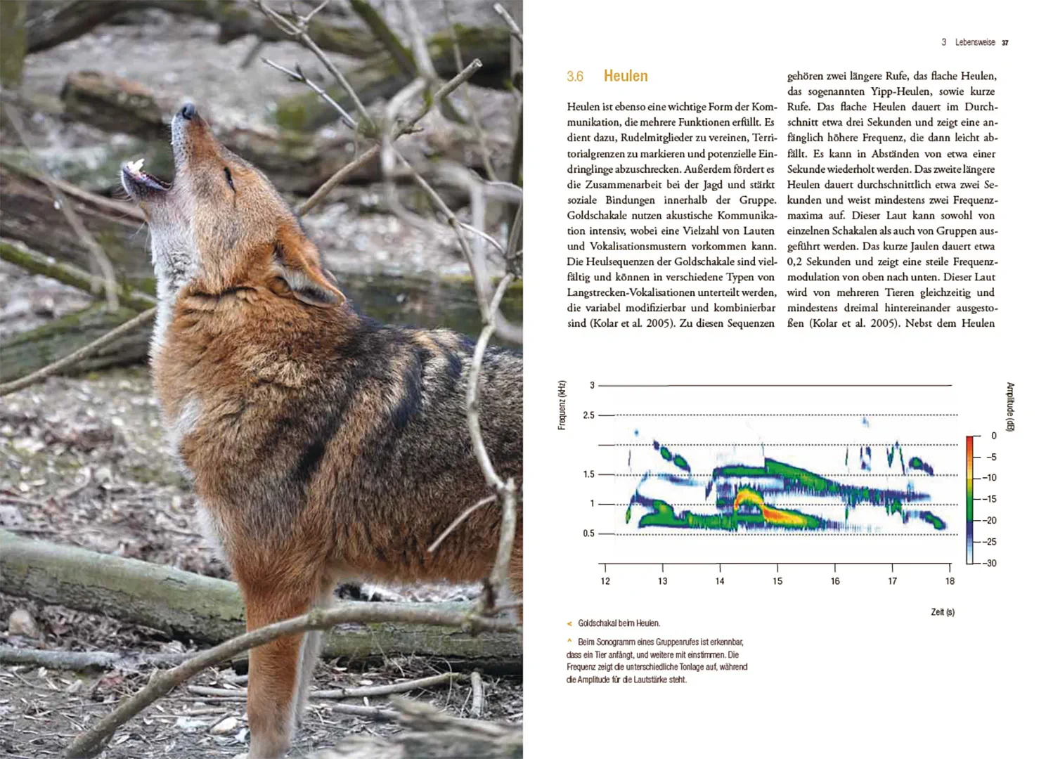 Der Goldschakal - Ein Wildtier breitet sich in Europa aus