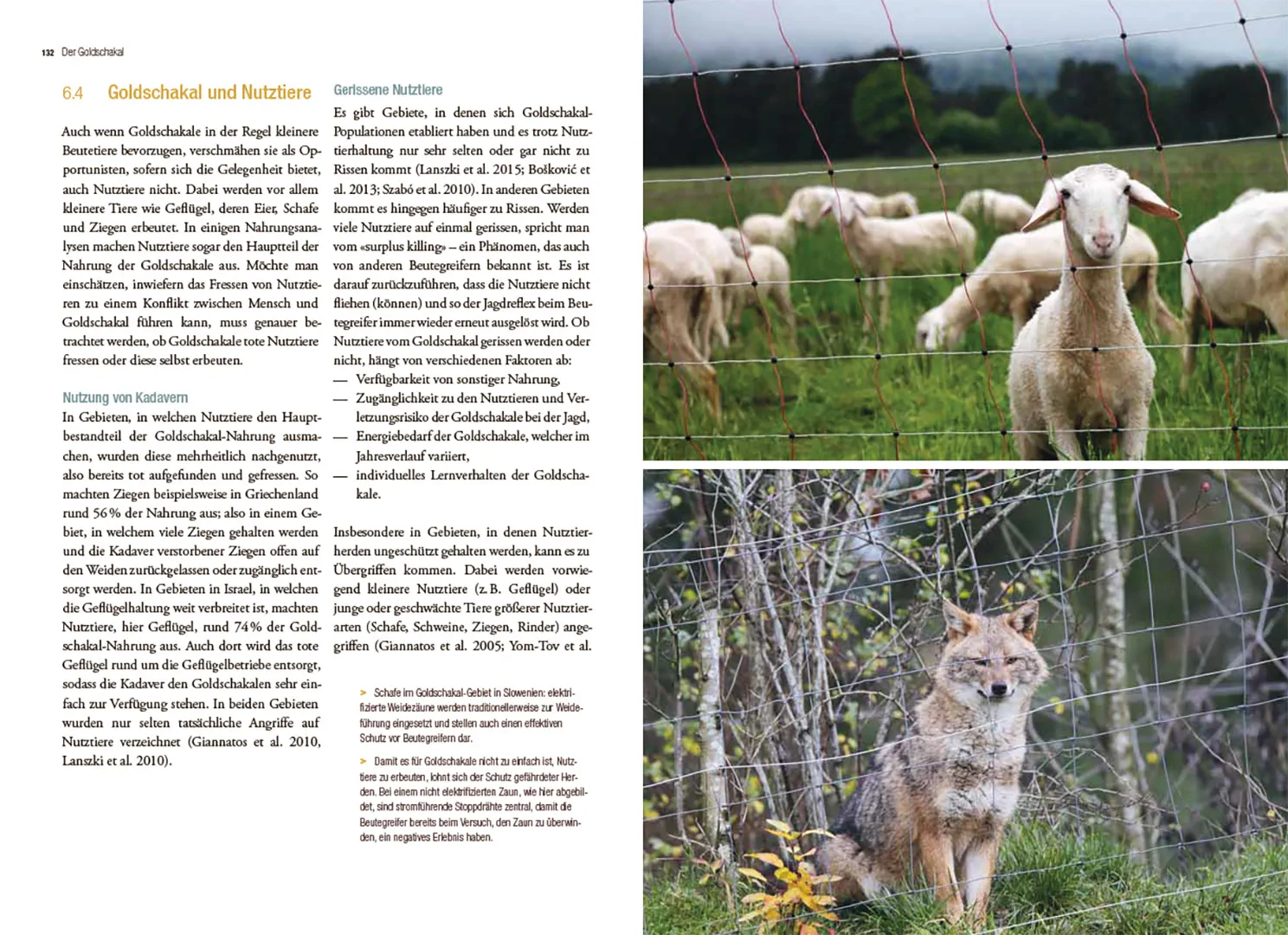 Der Goldschakal - Ein Wildtier breitet sich in Europa aus