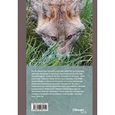 Der Goldschakal - Ein Wildtier breitet sich in Europa aus