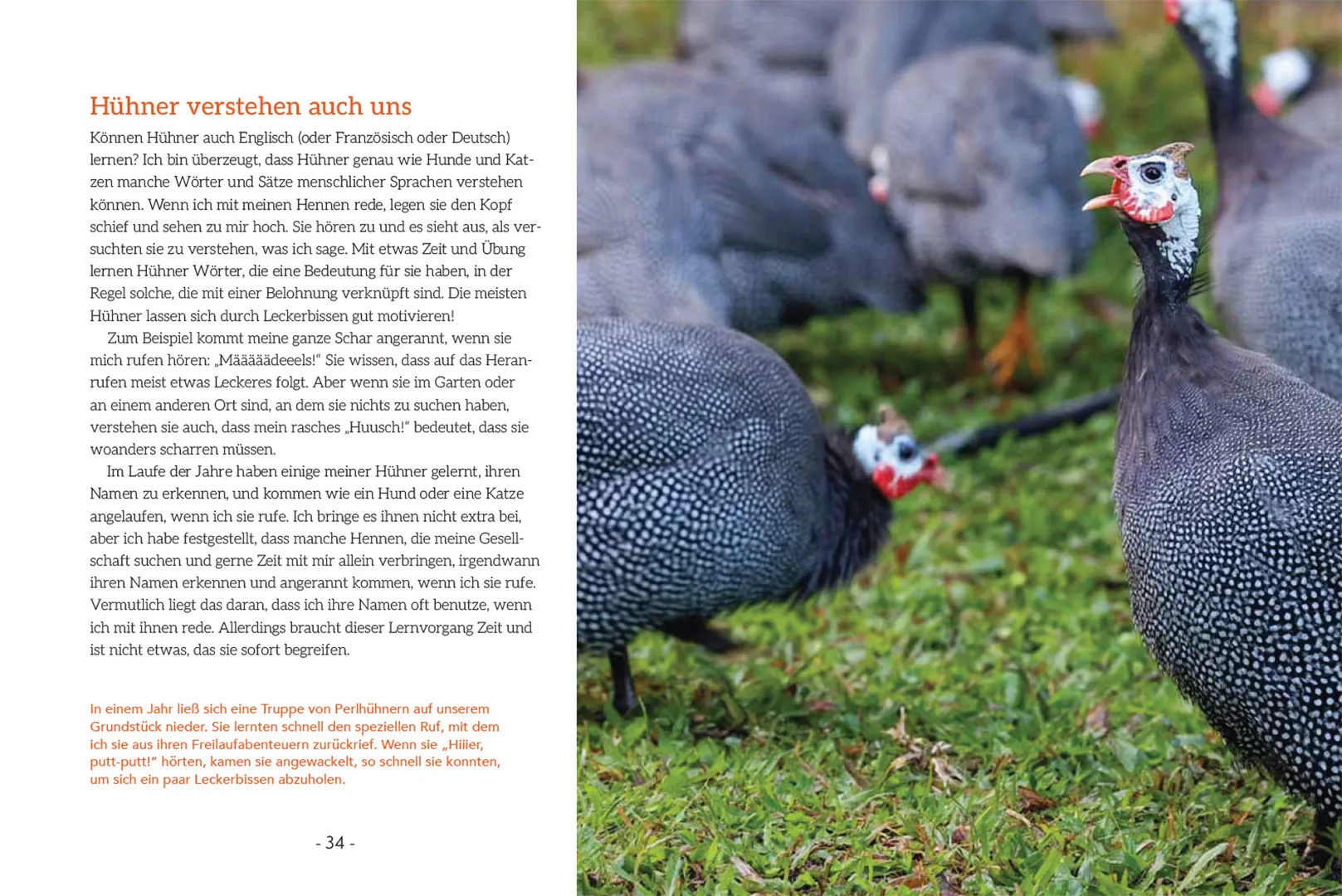 How to Read a Chicken's Mind - Wie deine Hühner denken, fühlen, lernen und sich mitteilen