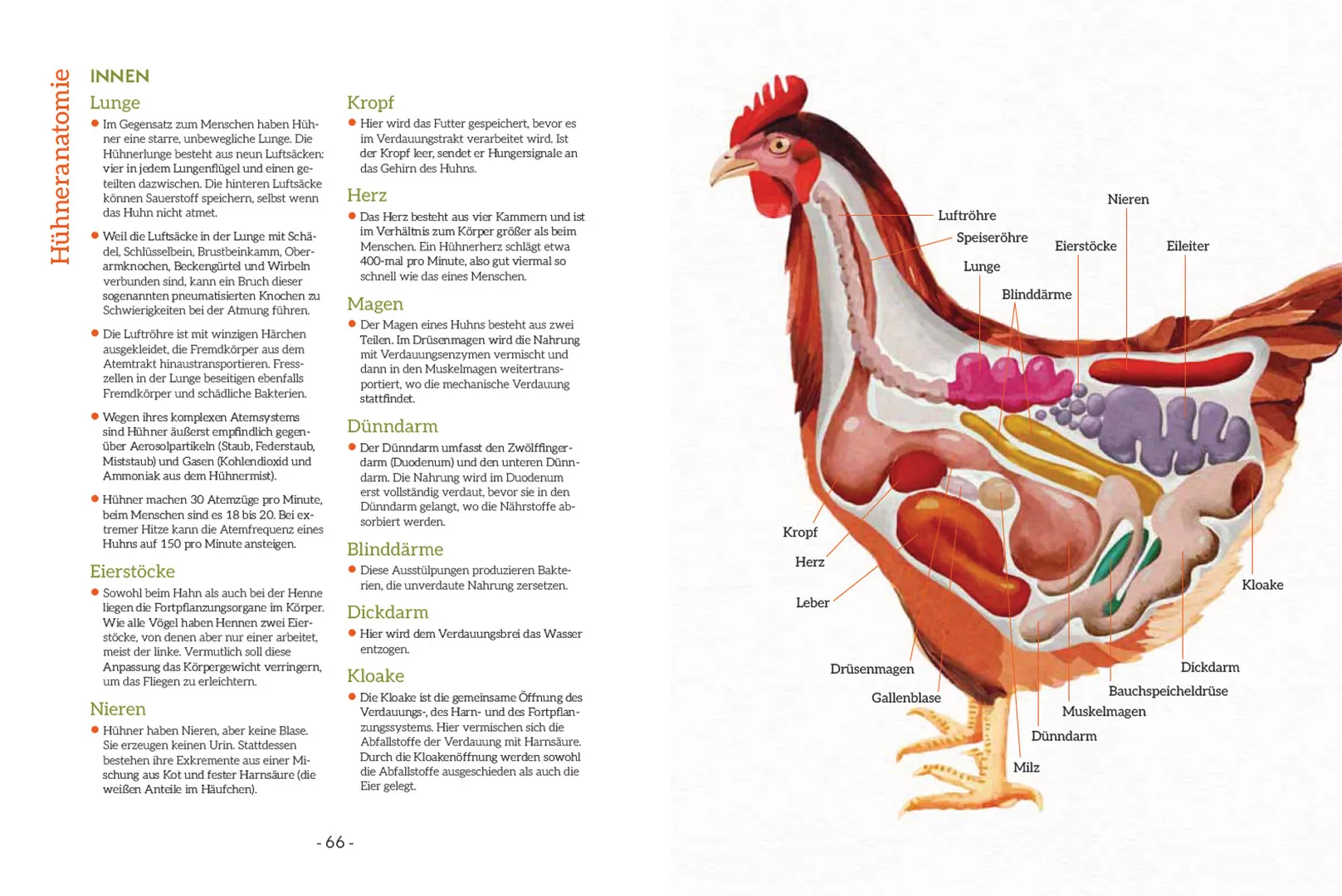 How to Read a Chicken's Mind - Wie deine Hühner denken, fühlen, lernen und sich mitteilen