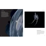 The Radiant Sea - Color and Light In the Underwater World