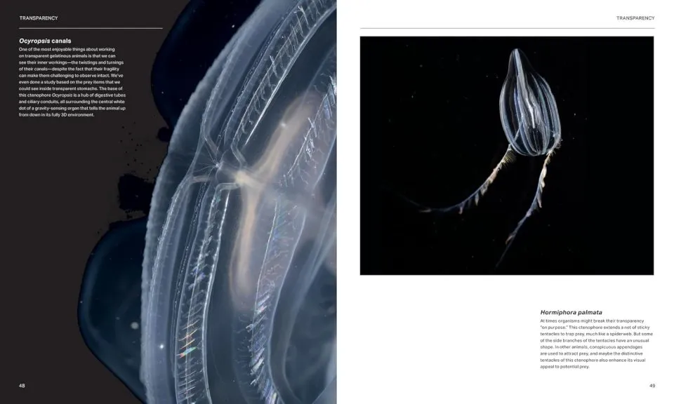 The Radiant Sea - Color and Light In the Underwater World