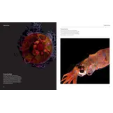 The Radiant Sea - Color and Light In the Underwater World