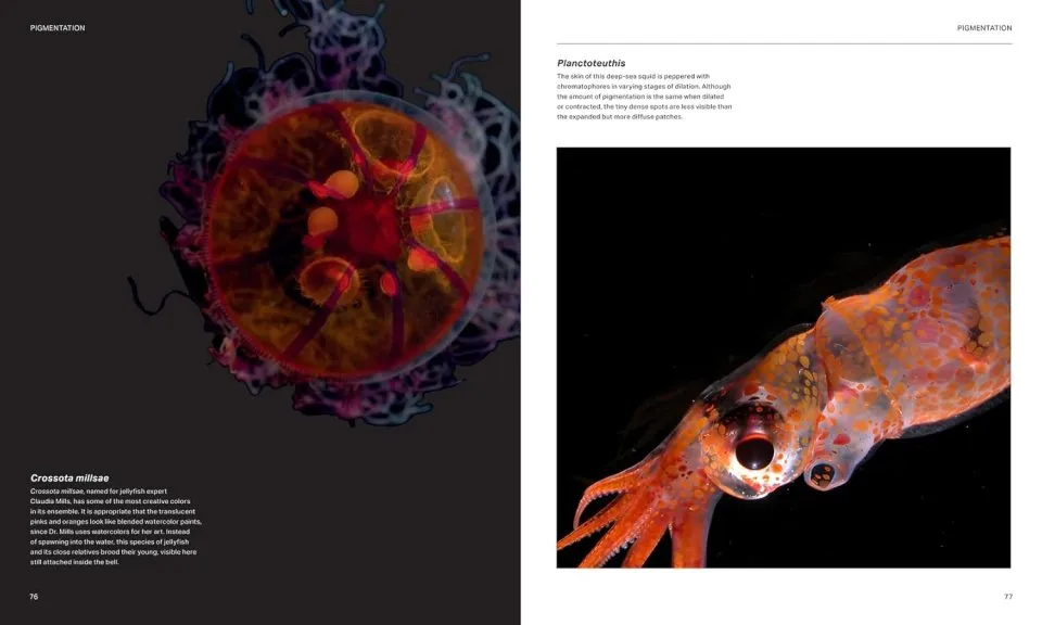 The Radiant Sea - Color and Light In the Underwater World