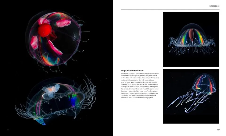 The Radiant Sea - Color and Light In the Underwater World