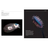 The Radiant Sea - Color and Light In the Underwater World