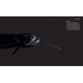 The Radiant Sea - Color and Light In the Underwater World