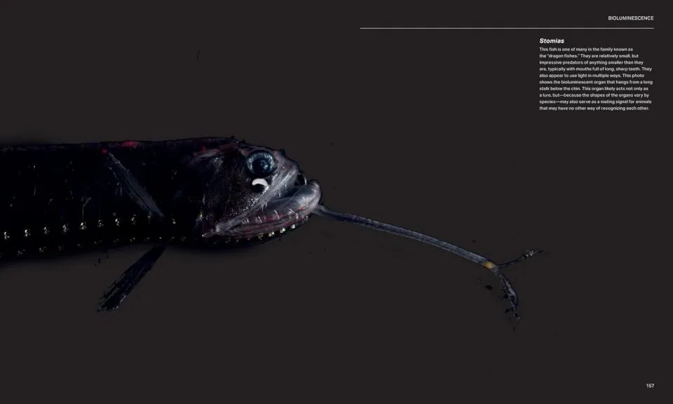 The Radiant Sea - Color and Light In the Underwater World