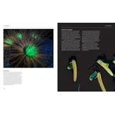 The Radiant Sea - Color and Light In the Underwater World