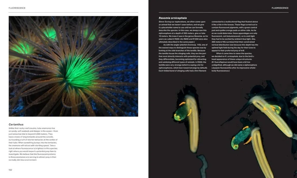 The Radiant Sea - Color and Light In the Underwater World