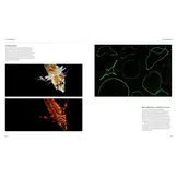 The Radiant Sea - Color and Light In the Underwater World