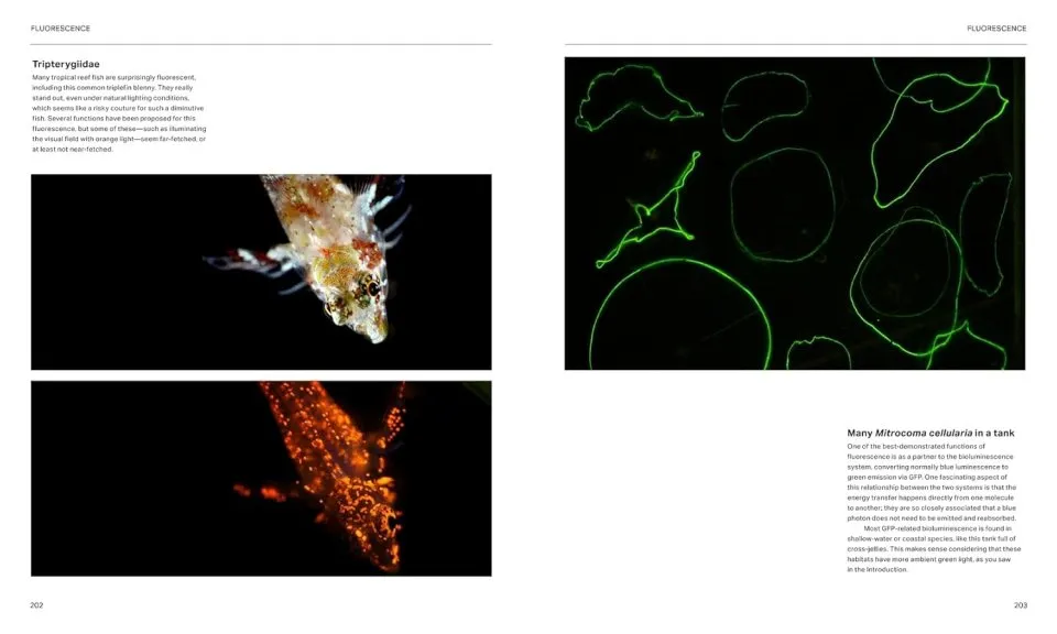 The Radiant Sea - Color and Light In the Underwater World