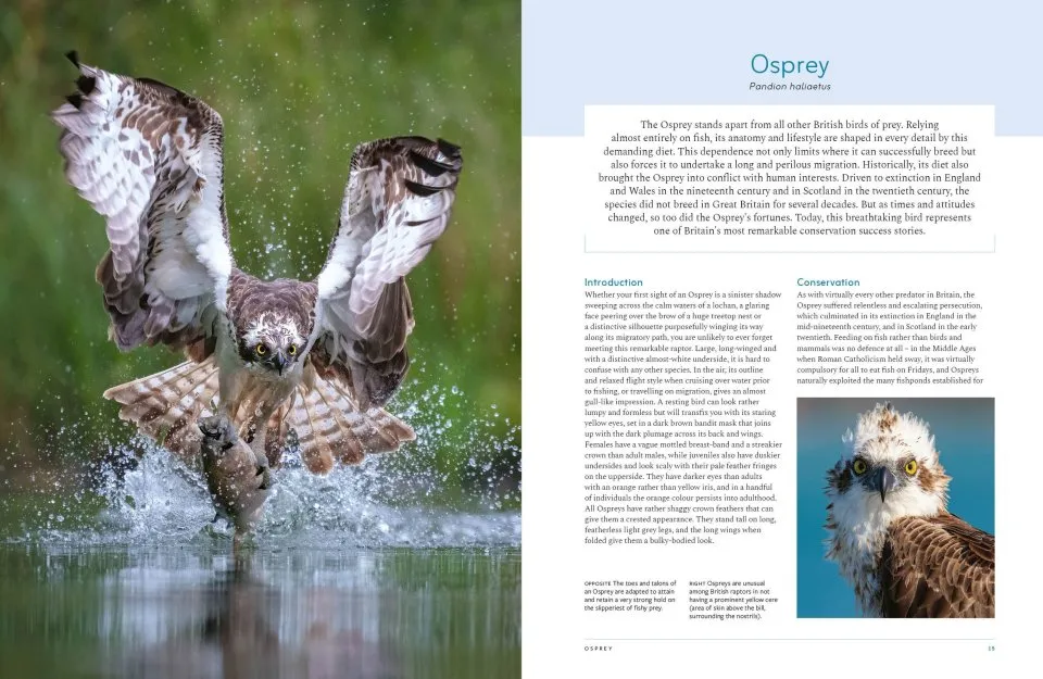 RSPB British Birds of Prey