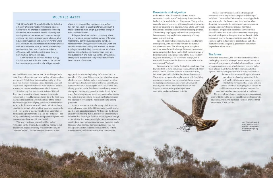 RSPB British Birds of Prey