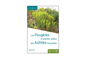 Les Fougères et plantes alliées des Antilles françaises
