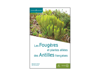 Les Fougères et plantes alliées des Antilles françaises