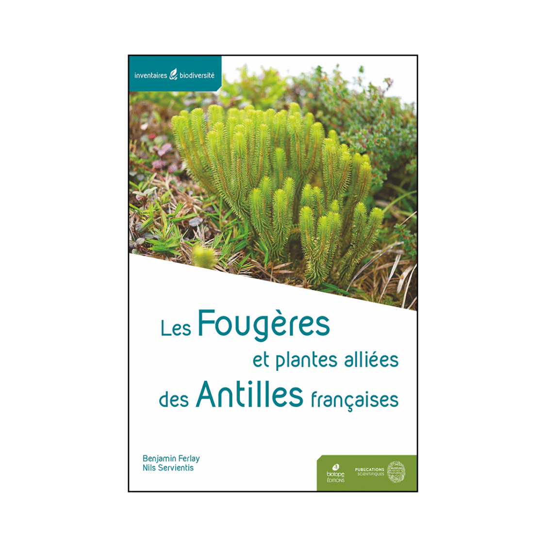 Les Fougères et plantes alliées des Antilles françaises