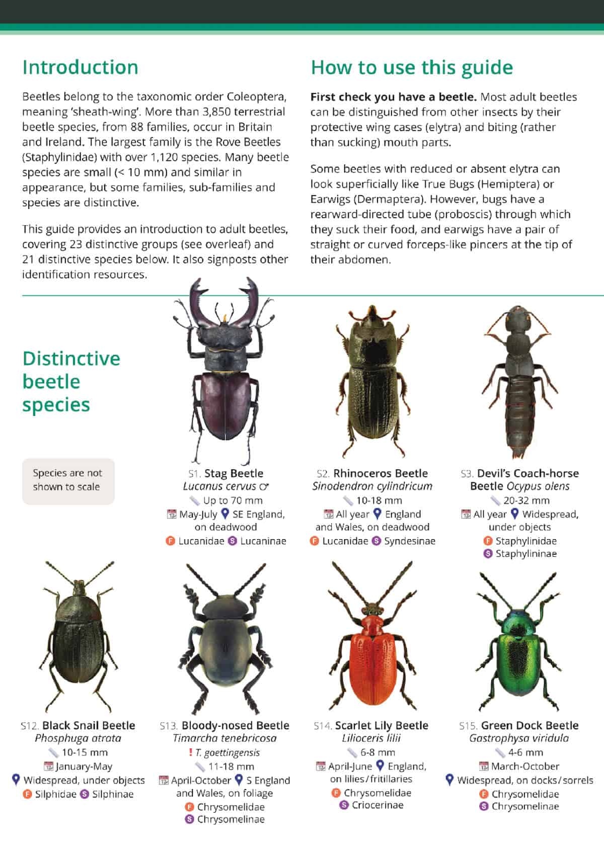 Guide to Distinctive Terrestrial Beetles of Britain and Ireland