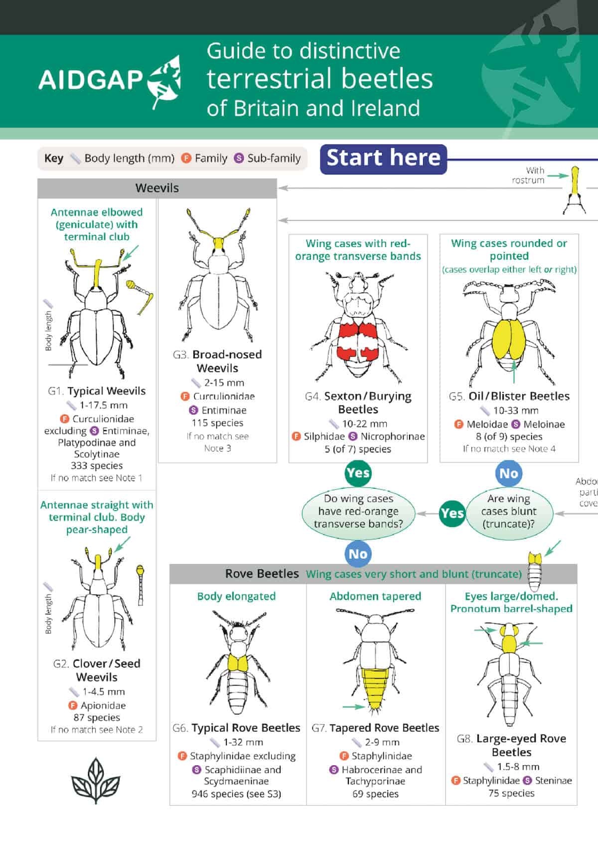 Guide to Distinctive Terrestrial Beetles of Britain and Ireland