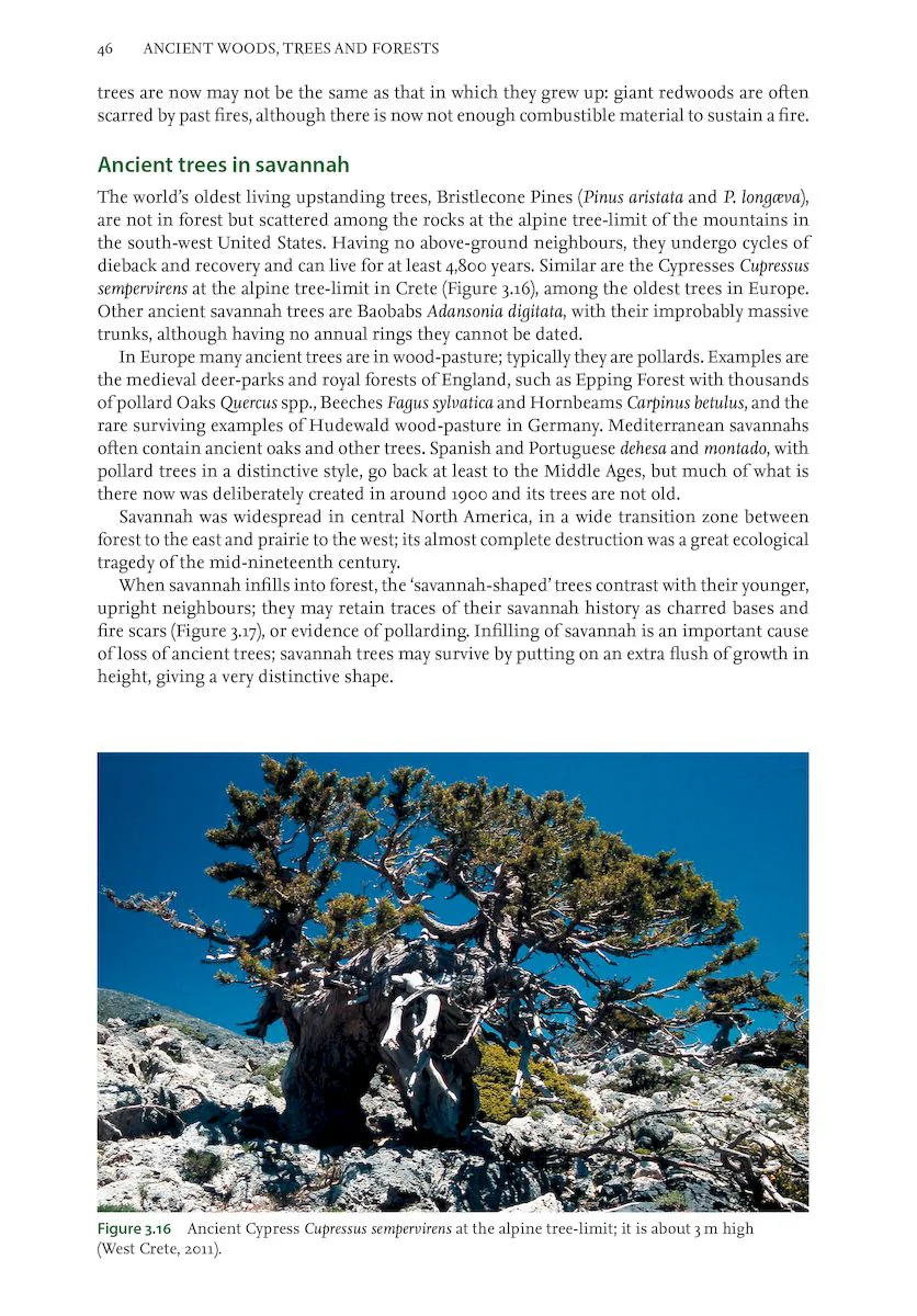 Ancient Woods, Trees and Forests