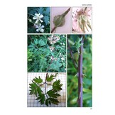 Brambles of Scotland - BSBI Handbook no. 25