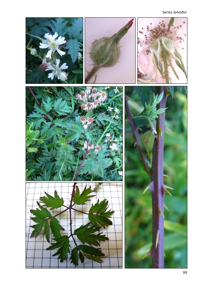 Brambles of Scotland - BSBI Handbook no. 25