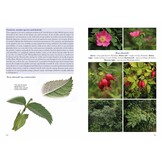 Wild Roses of Great Britain and Ireland - BSBI Handbook No. 26