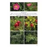 Wild Roses of Great Britain and Ireland - BSBI Handbook No. 26