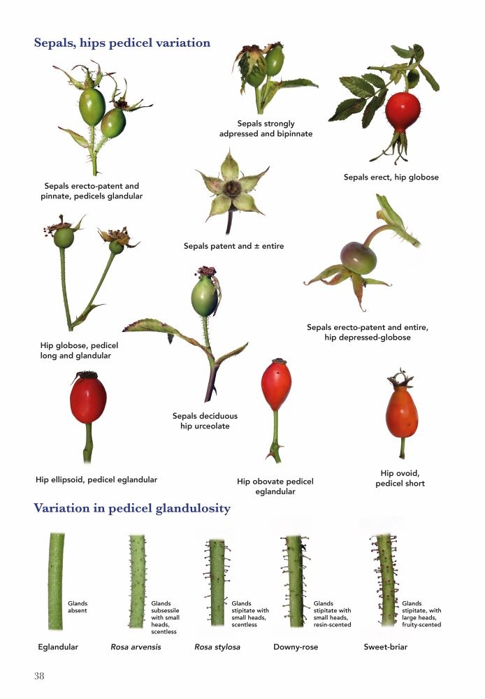 Wild Roses of Great Britain and Ireland - BSBI Handbook No. 26