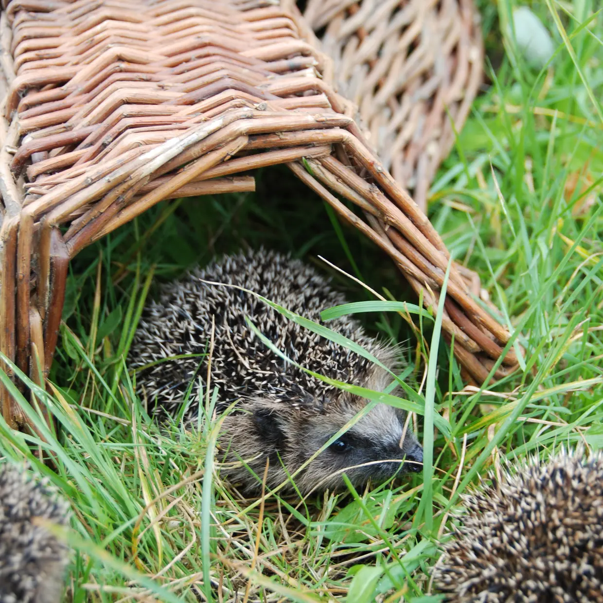 Hedgehog basket