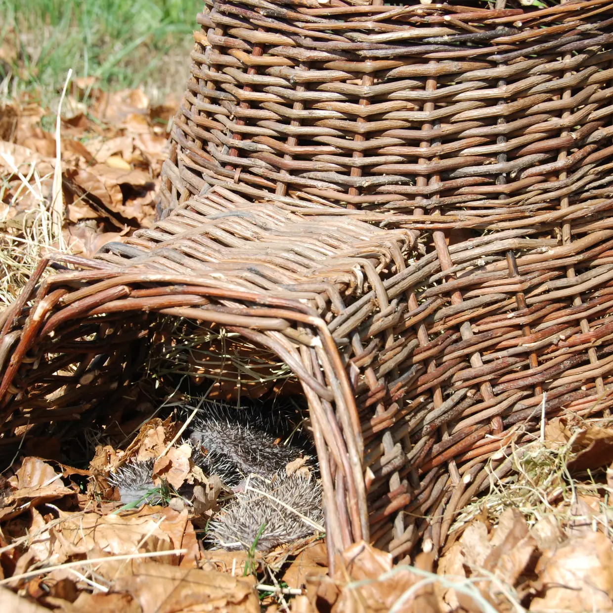 Hedgehog basket