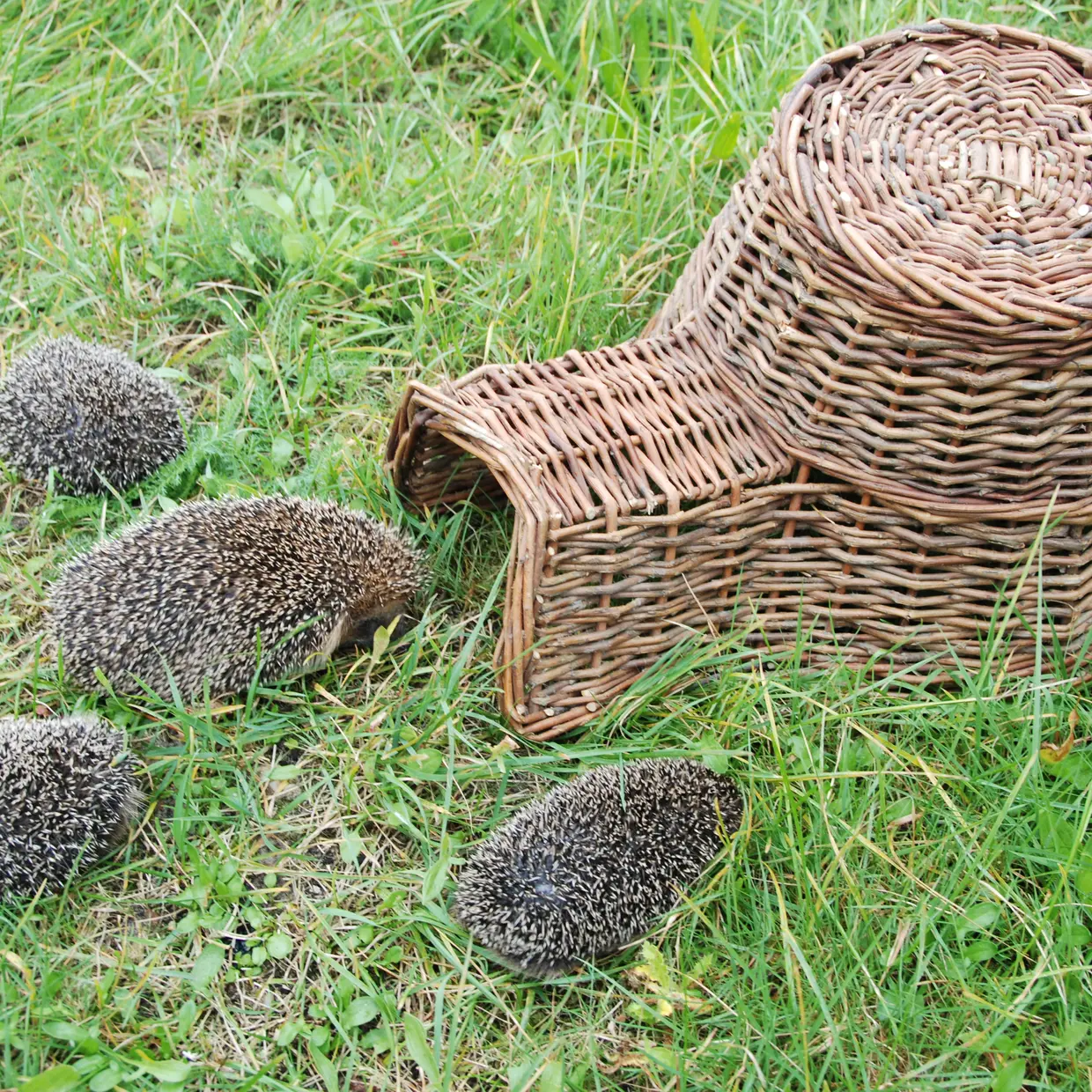Hedgehog basket
