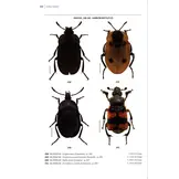Beetles of Britain and Ireland - Volume 1: Sphaeriusidae to Silphidae