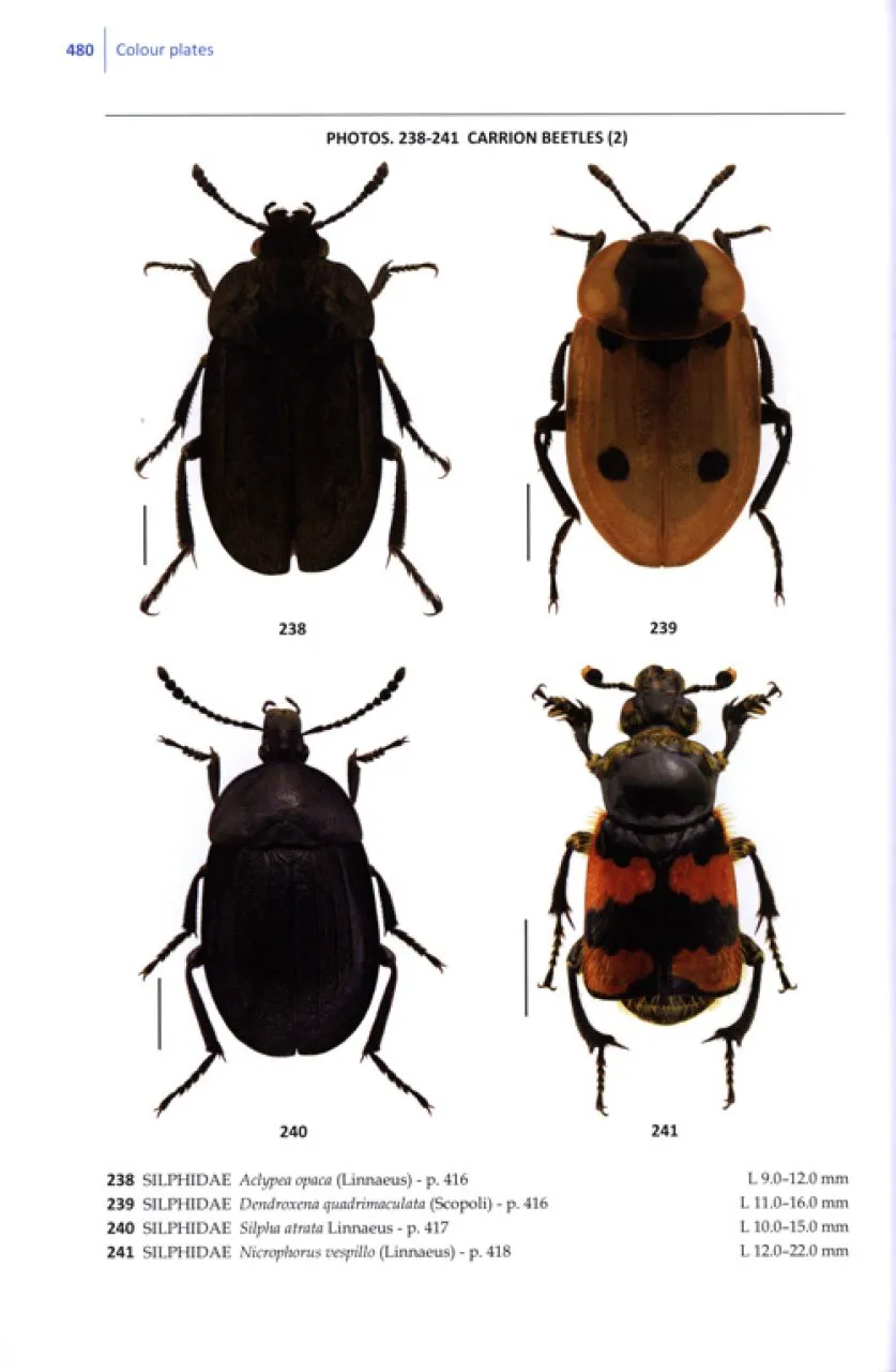Beetles of Britain and Ireland - Volume 1: Sphaeriusidae to Silphidae