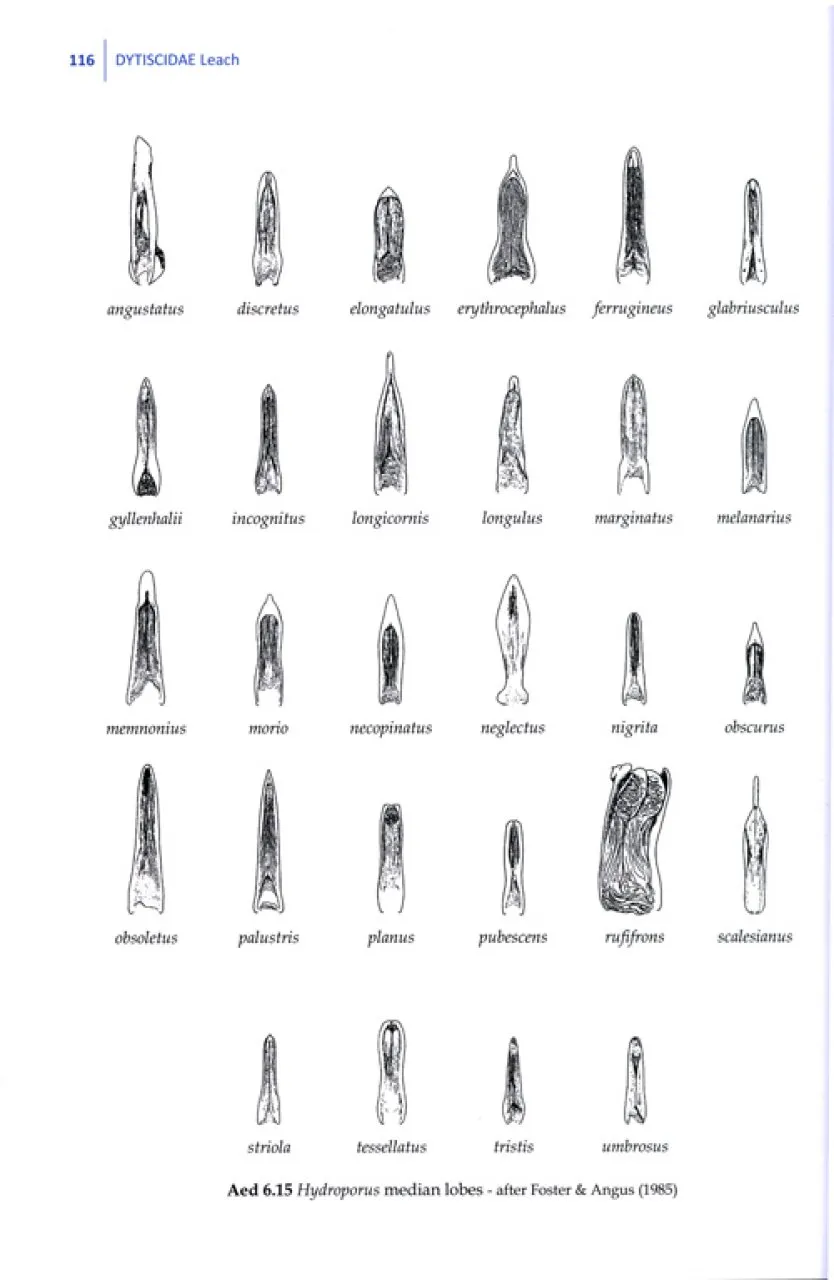 Beetles of Britain and Ireland - Volume 1: Sphaeriusidae to Silphidae