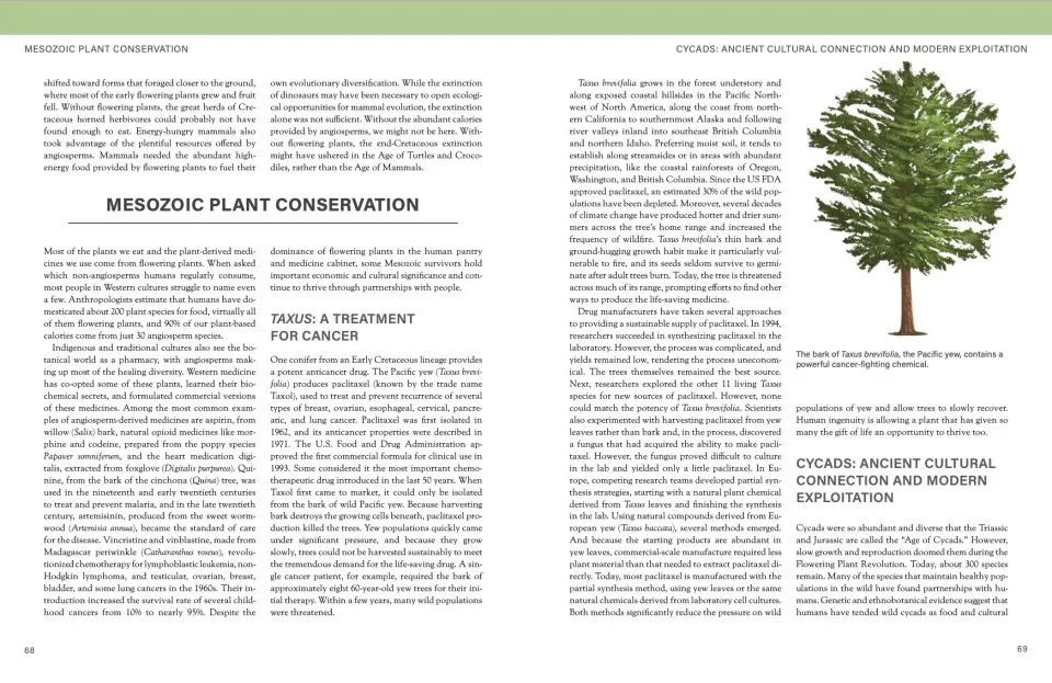 The Princeton Field Guide to Mesozoic Plants