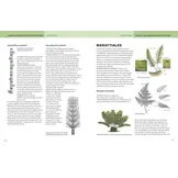 The Princeton Field Guide to Mesozoic Plants