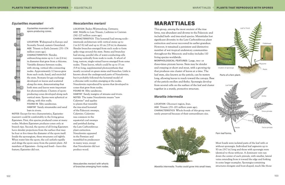 The Princeton Field Guide to Mesozoic Plants