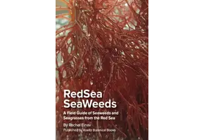 Red Sea Seaweeds