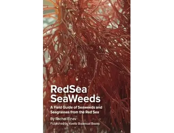 Red Sea Seaweeds