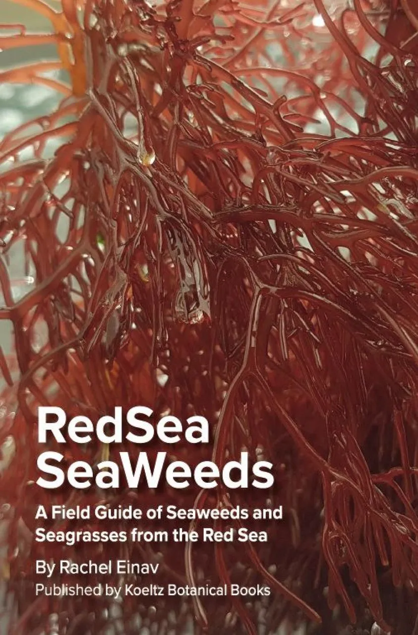 Red Sea Seaweeds. A Field Guide to the Seaweeds and Sea Grasses of the Red Sea