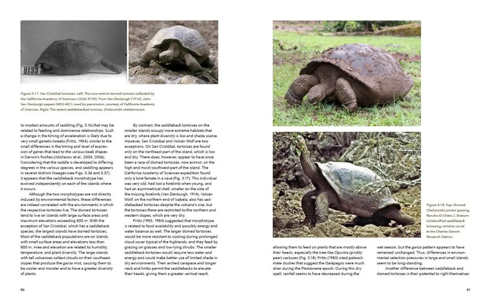 A Paradise for Reptiles - Volume 1: Tortoises, Geckos, and Snakes