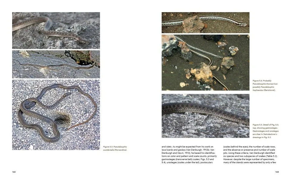 A Paradise for Reptiles - Volume 1: Tortoises, Geckos, and Snakes