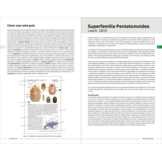 Chinches pentatomomorfas de la península ibérica