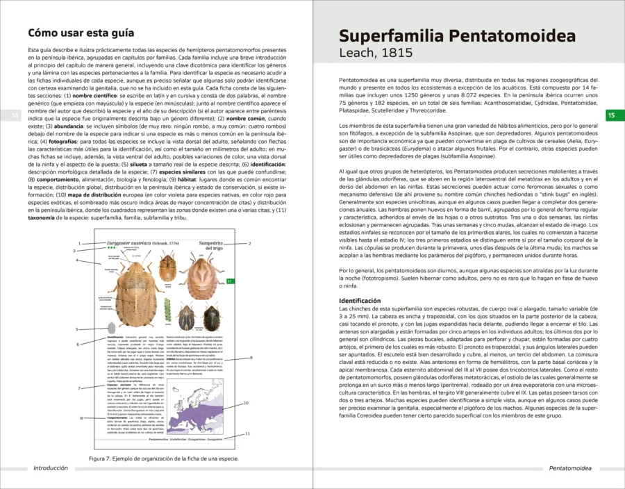 Chinches pentatomomorfas de la península ibérica