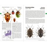 Chinches pentatomomorfas de la península ibérica