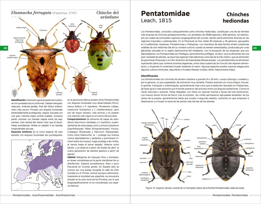 Chinches pentatomomorfas de la península ibérica